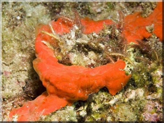 Orangefarbener Strahlenschwamm (Spirastrella cunctatrix); Brennweite 50,0 mm; Blende 9,0; Belichtungszeit 1/100; ISO 100; Bildnummer 20090623A1139726