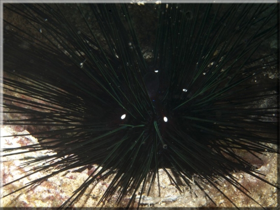 Gemeiner Diademseeigel (Diadema setosum); Brennweite 50 mm; Blende 18,0; Belichtungszeit 1/100; ISO 250; Bildnummer 20110925_1022A1257281