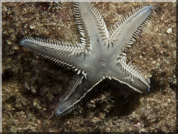 Kammseestern (Astropecten platyacanthus) ; Brennweite 50 mm; Blende 18,0; Belichtungszeit 1/100; ISO100; Bildnummer 20110929_1147A1297468
