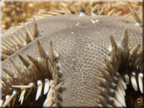 Kammseestern (Astropecten platyacanthus); Brennweite 50 mm; Blende 18,0; Belichtungszeit 1/100; ISO100; Bildnummer 20110929_1150A1297470